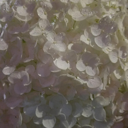 白い紫陽花のイヤリングとピアスの「ピアス」 4枚目の画像
