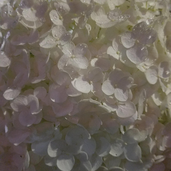 白い紫陽花のイヤリングとピアスの「ピアス」 4枚目の画像
