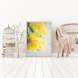 春の花のフォトポスター　/ i1184 / 黄色いミモザ、スイセンなど　インテリアポスター 7枚目の画像
