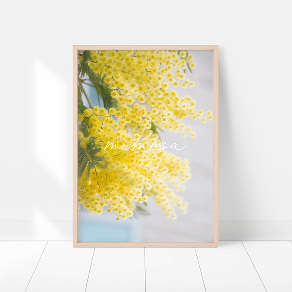 春の花のフォトポスター　/ i1184 / 黄色いミモザ、スイセンなど　インテリアポスター 10枚目の画像