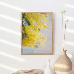 春の花のフォトポスター　/ i1184 / 黄色いミモザ、スイセンなど　インテリアポスター 9枚目の画像