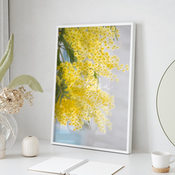 春の花のフォトポスター　/ i1184 / 黄色いミモザ、スイセンなど　インテリアポスター 1枚目の画像