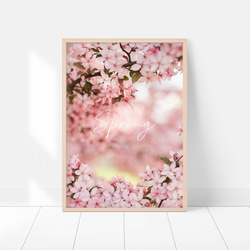 春の花のフォトポスター　/ i1197 / ピンクの桜、モクレン、バラなど　インテリアポスター 10枚目の画像