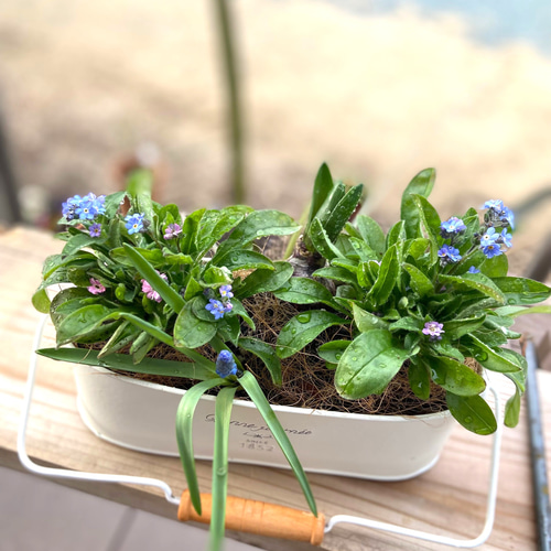 再販】わすれな草の寄せ植え スワッグ kaen 通販 15387507｜Creema