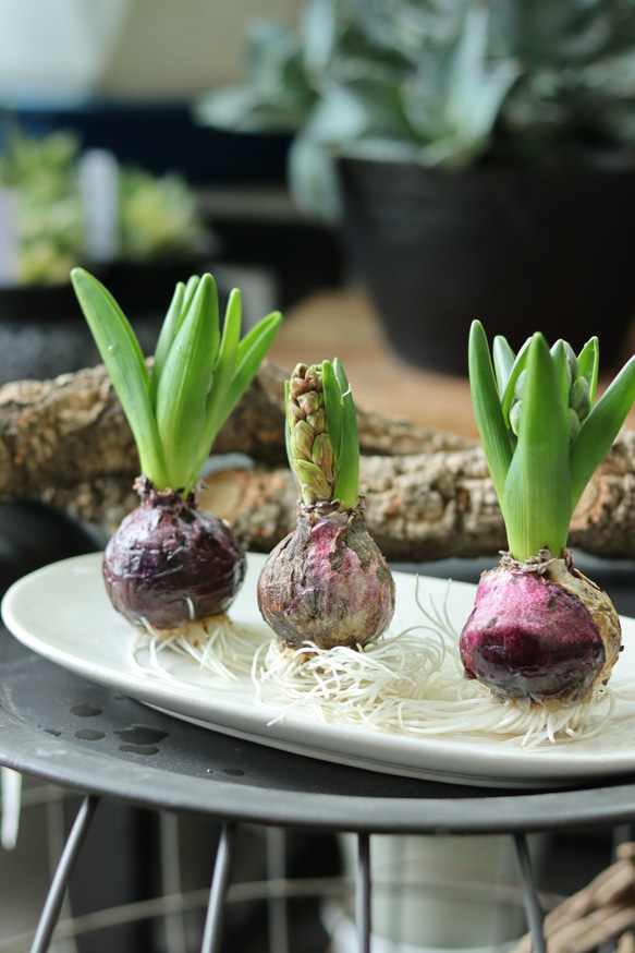 球根5種類セット 球根5種類セット