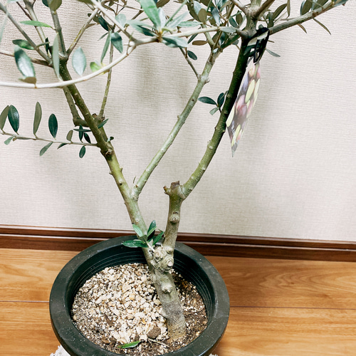 現品］【希少】51番 創樹 オリーブ セントキャサリン 7号 観葉