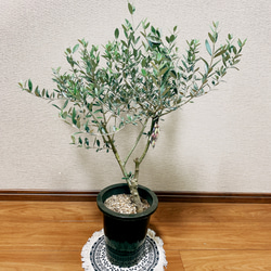 現品］【一点限り】オリーブ セントキャサリン 創樹 観葉植物