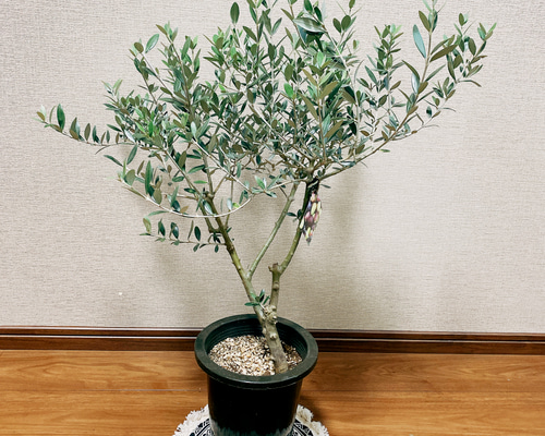 珍しい品種 オリーブ セントキャサリン | PLANTS SHOP OLIVE
