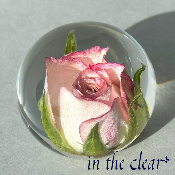 植物標本　薔薇　ピンクの縁どり　レジン　４センチ球体 4枚目の画像