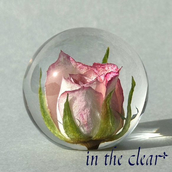 植物標本　薔薇　ピンクの縁どり　レジン　４センチ球体 3枚目の画像