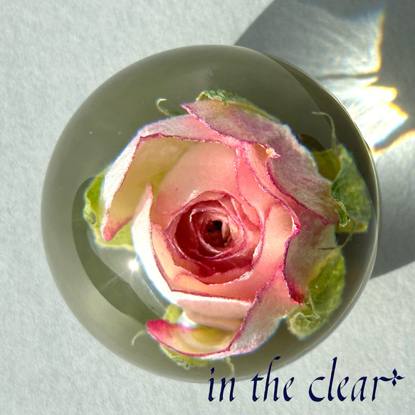 植物標本　薔薇　ピンクの縁どり　レジン　４センチ球体 2枚目の画像
