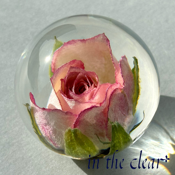 植物標本　薔薇　ピンクの縁どり　レジン　４センチ球体 1枚目の画像