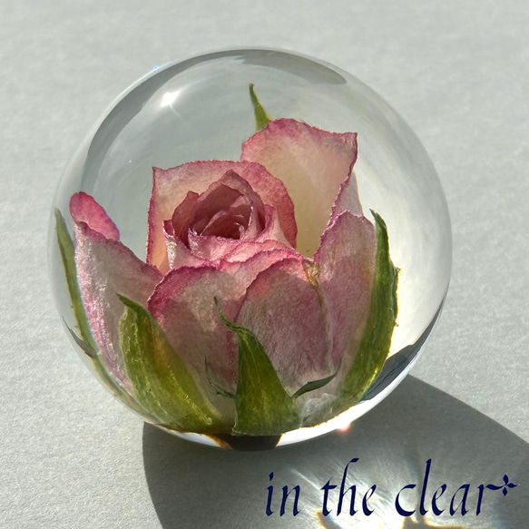 植物標本　薔薇　ピンクの縁どり　レジン　４センチ球体 5枚目の画像