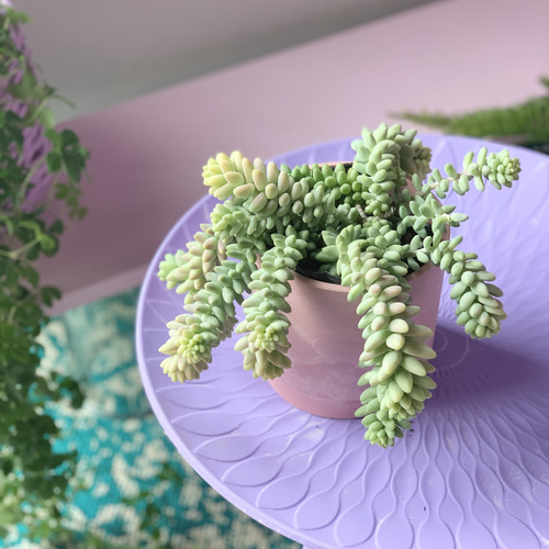 2600→¥2340／育てやすい&珍品種♡多肉植物・セダム 多肉植物 LIFgreen