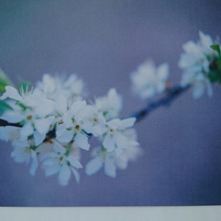 桜②　ポストカード　グリーティングカード　レターセット　バースデー　誕生日　花　春　写真　文字入れサービス有り 3枚目の画像