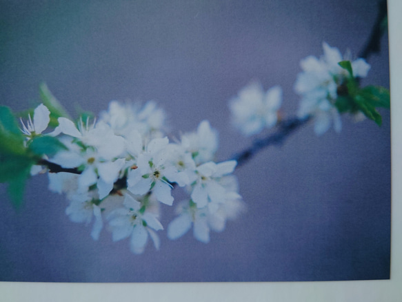 桜②　ポストカード　グリーティングカード　レターセット　バースデー　誕生日　花　春　写真　文字入れサービス有り 3枚目の画像