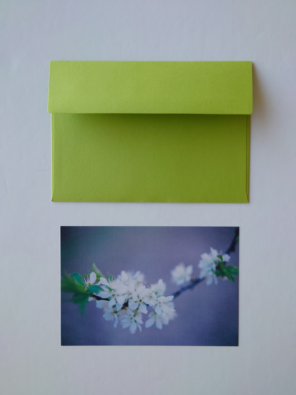 桜②　ポストカード　グリーティングカード　レターセット　バースデー　誕生日　花　春　写真　文字入れサービス有り 4枚目の画像