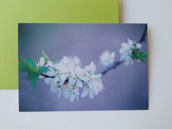 桜②　ポストカード　グリーティングカード　レターセット　バースデー　誕生日　花　春　写真　文字入れサービス有り 2枚目の画像