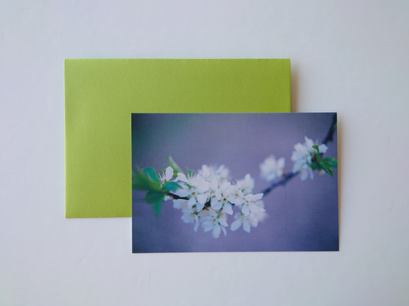 桜②　ポストカード　グリーティングカード　レターセット　バースデー　誕生日　花　春　写真　文字入れサービス有り 1枚目の画像