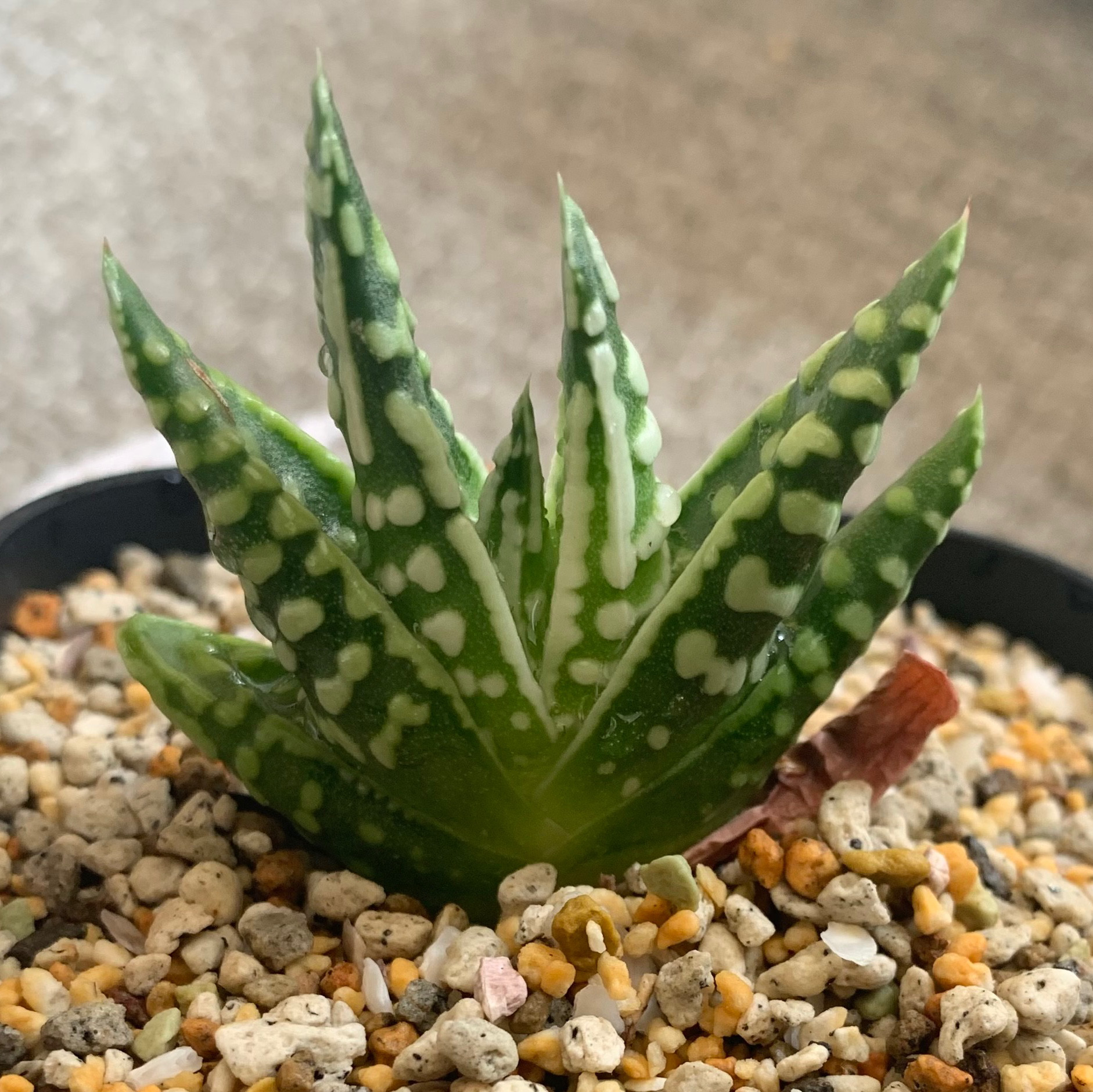 ハオルチア 天使の涙 マキシマhyb 多肉植物 クローン （ハオルチア 