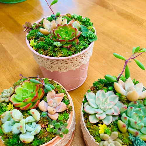 14）多肉植物寄せ植え❤︎ 手作りフリル缶❤︎そのまま飾れる ❤︎韓国