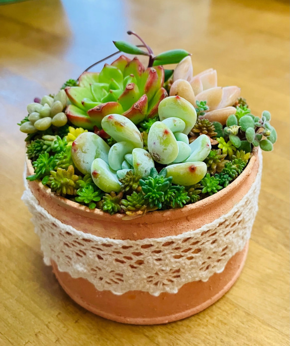 No.562 ❁ピーチデーモン❁ 現品 苗 多肉植物 寄せ植え No.562 ❁ピーチデーモン❁ 現品 苗 多肉植物 寄せ植え No.562