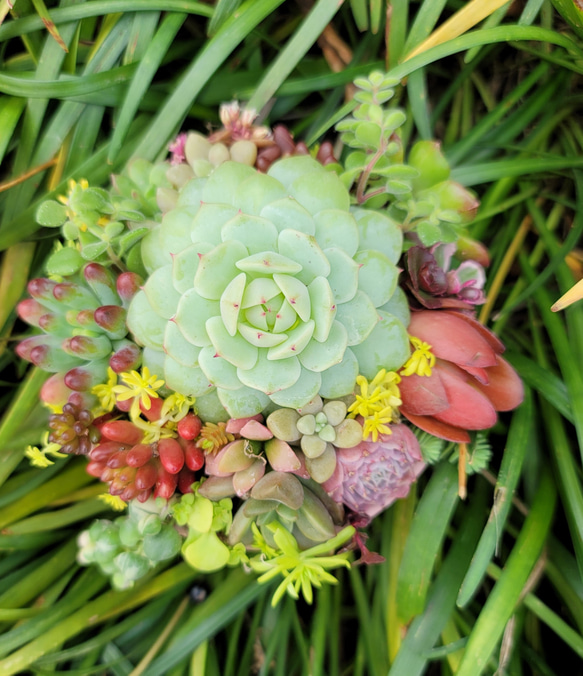 多肉寄せ植えプリティ 2枚目の画像