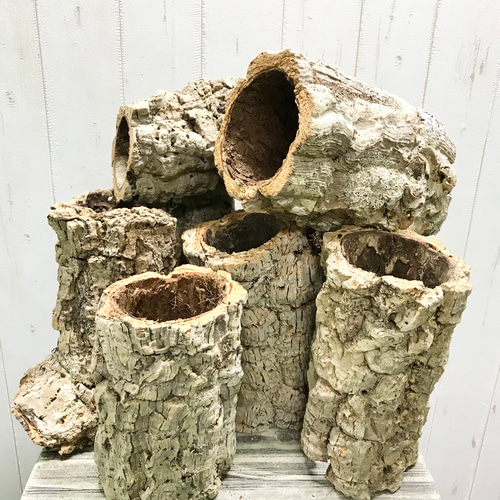 筒型 コルク 長さ約20cm エアプランツ 着生植物 爬虫類 その他