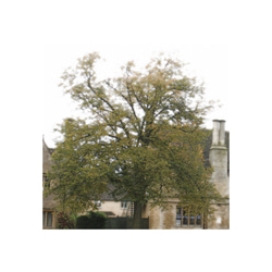 【送料無料】SIDE側そばに立つ樹木（sq1502005） 2枚目の画像