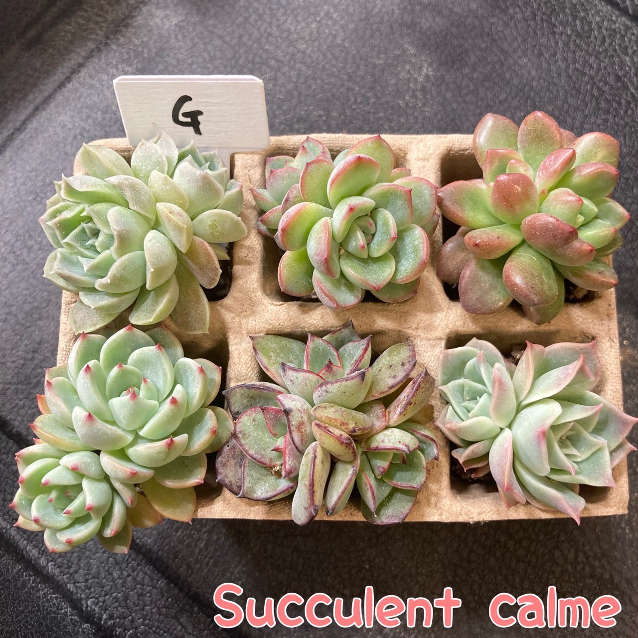 G】多肉植物エケベリア6苗セット☆おひとり様でも寄せ植えにも
