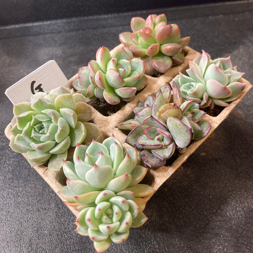 多肉植物 韓国苗 kaorin様 11個（韓国多肉植物 フラワー・ガーデニング