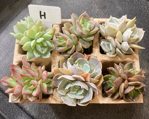 H】多肉植物エケベリア6苗セット☆おひとり様でも寄せ植えにも