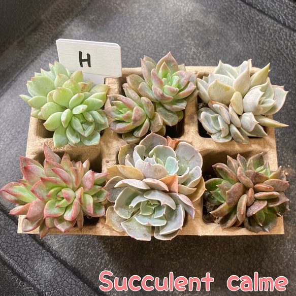 H】多肉植物エケベリア6苗セット☆おひとり様でも寄せ植えにも