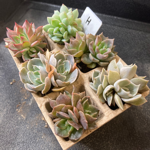 D セル苗105個セット✨多肉植物　エケベリア　詰め合わせ　寄せ植えに!! ⑬セル苗105個セット✨多肉植物 エケベリア 詰め合わせ 寄せ植え