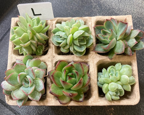 L】多肉植物エケベリア6苗セット☆おひとり様でも寄せ植えにも