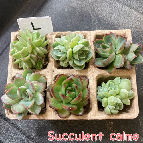 L】多肉植物エケベリア6苗セット☆おひとり様でも寄せ植えにも
