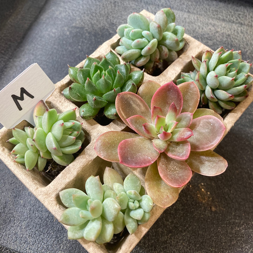 M】多肉植物エケベリア6苗セット☆おひとり様でも寄せ植えにも