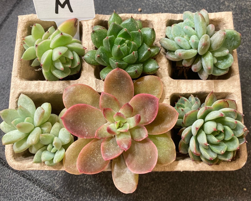 M】多肉植物エケベリア6苗セット☆おひとり様でも寄せ植えにも