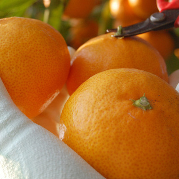 特別栽培・低農薬「柑橘詰合わせ」5kg 3枚目の画像