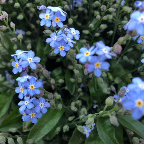 ピーちゃん☆様◆【ドライフラワー】勿忘草/わすれな草/忘れな草（ 776 ） 823c0204d7b04cdca9f1e5e0d798d4