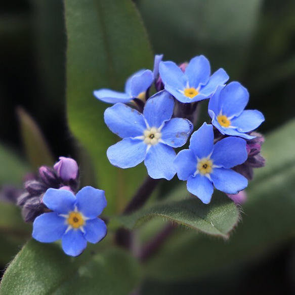 わすれな草(ドワーフブルー)の種 100粒 4枚目の画像