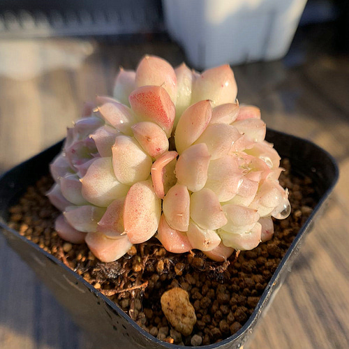 お得】 多肉植物 ロココ 韓国苗 植物/観葉植物 - education.semel.ucla.edu