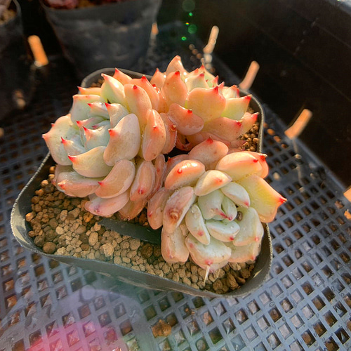 518.多肉植物 寄せ植え エケベリア属 ピンクザラゴーサ（2-3頭） 抜き 