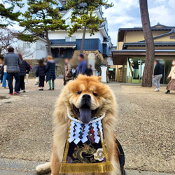 【こだわり・大】ワンちゃん化粧まわし《風神雷神のご加護・紺》【名入れOK】こどもの日・端午の節句・初節句記念撮影衣装 20枚目の画像