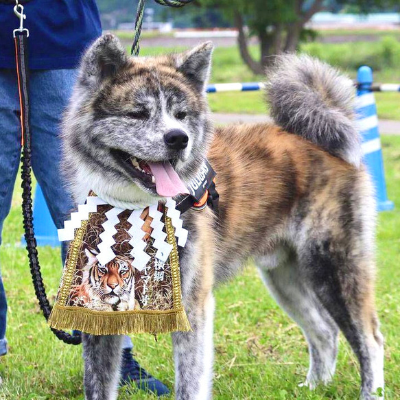 【こだわり・大】ワンちゃん化粧まわし《色鮮やかな銀の鶴と赤富士・紫》【名入れOK】こどもの日・端午の節句・初節句記念撮影 19枚目の画像