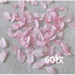 2024年　ドライフラワー 乙女桜　花びら 60枚　本物の桜 さくら ピンクの花 素材 1枚目の画像
