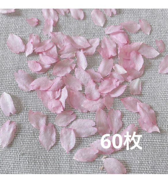 2024年　ドライフラワー 乙女桜　花びら 60枚　本物の桜 さくら ピンクの花 素材 1枚目の画像