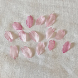 2024年　ドライフラワー 乙女桜　花びら 60枚　本物の桜 さくら ピンクの花 素材 3枚目の画像