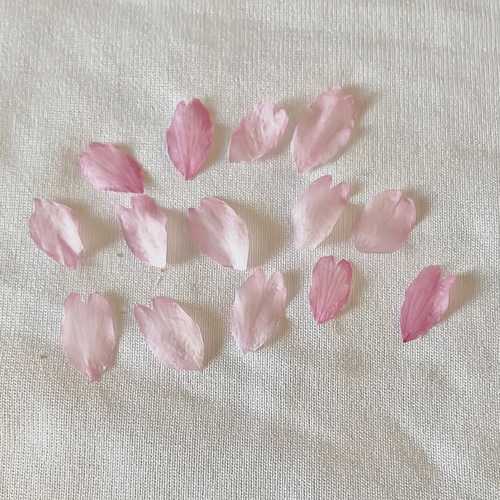 2024年 ドライフラワー 乙女桜 花びら 60枚 本物の桜 さくら