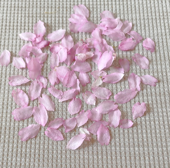 2024年　ドライフラワー 乙女桜　花びら 60枚　本物の桜 さくら ピンクの花 素材 2枚目の画像